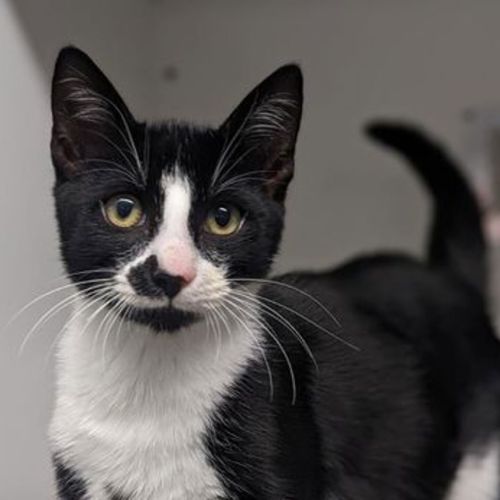 Domino