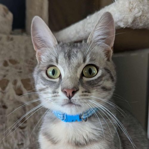 Simon