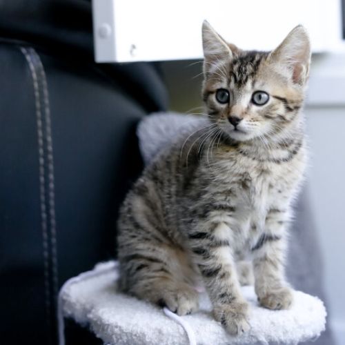 Pebbles