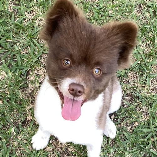 Pippin