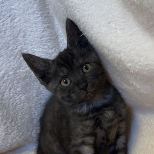 No photo for Pickle