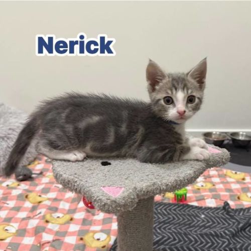 Nerick ** 2nd Chance Cat Rescue **