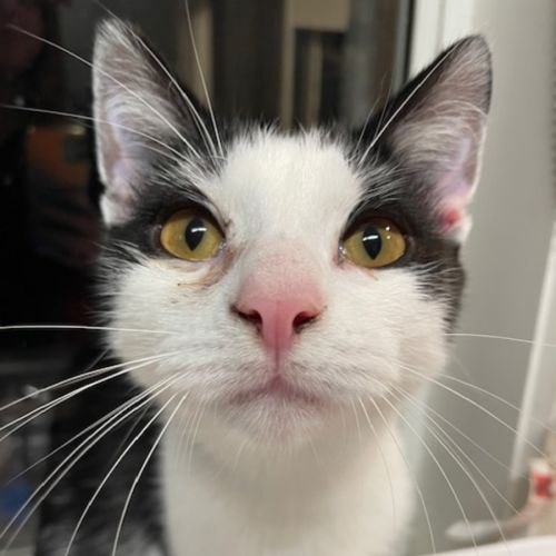 Domino