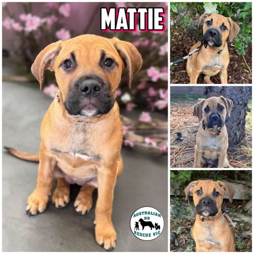 Mattie
