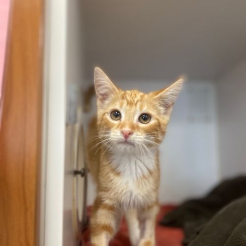 No photo for Crookshanks