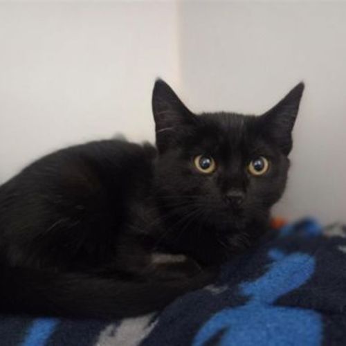 Kiki