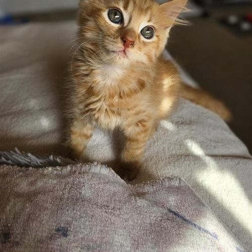Rusty