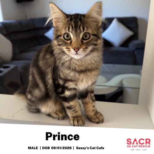 Prince