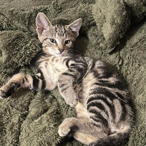 Milo