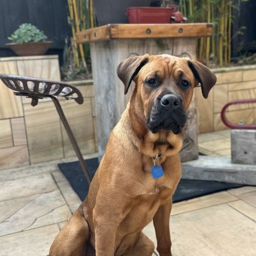 Kovu