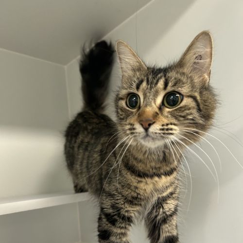Ava-Cato