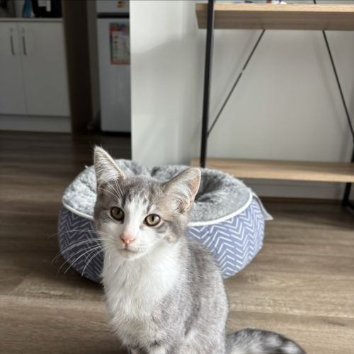 Patches *9 Lives Project Rescue*