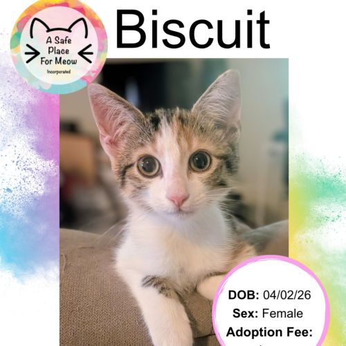 No photo for Biscuit
