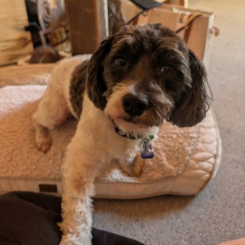 Benji