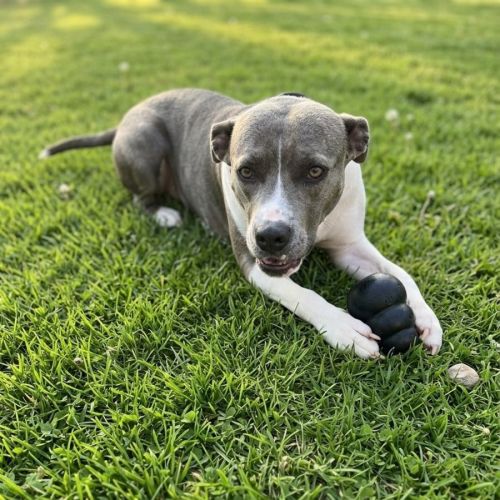 No photo for Hayley *$250 Adoption Fee*