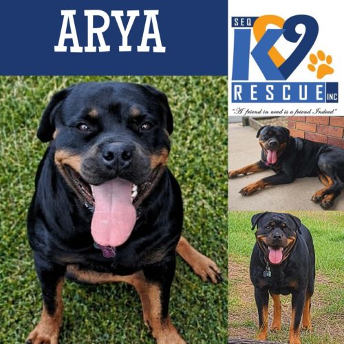 No photo for Arya