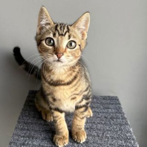 Tabitha