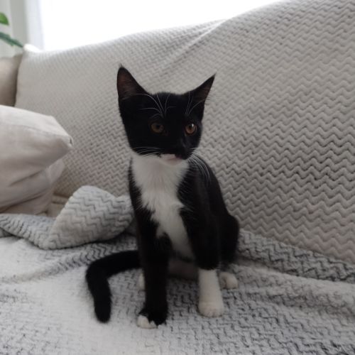 Pip
