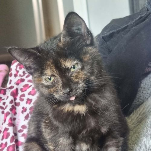 Lulu