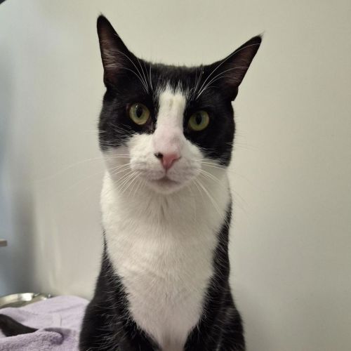 Nikki (bonded To Vince)