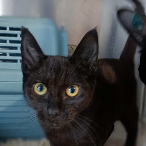 No photo for Little Bean