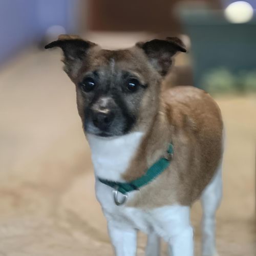 Loki