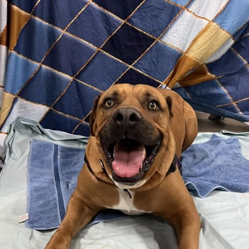 Dozer