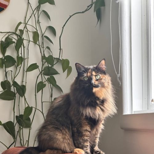 Billie