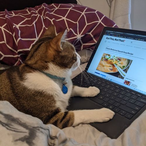 No photo for Terry The Tabby Looking For His Forever Lap