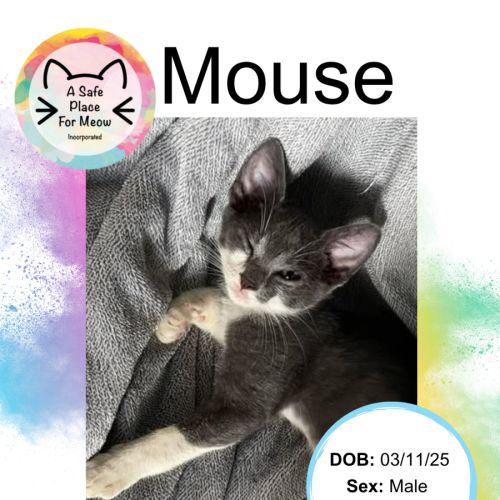 No photo for Mouse