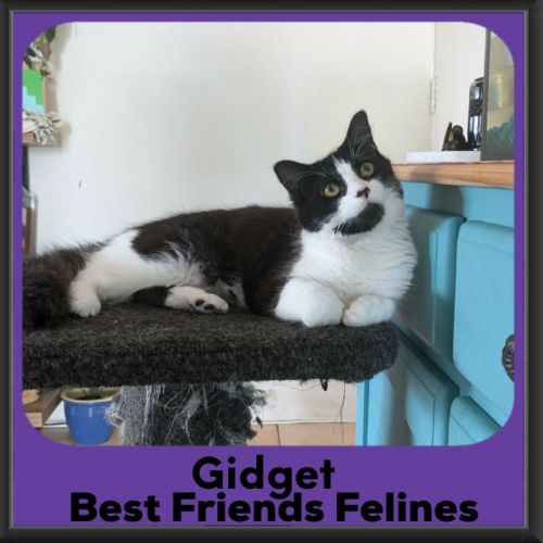 Gidget 