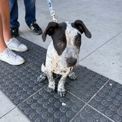 No photo for Tony (Bessie's Puppy)