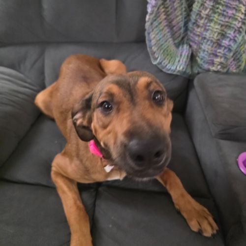 Nala 