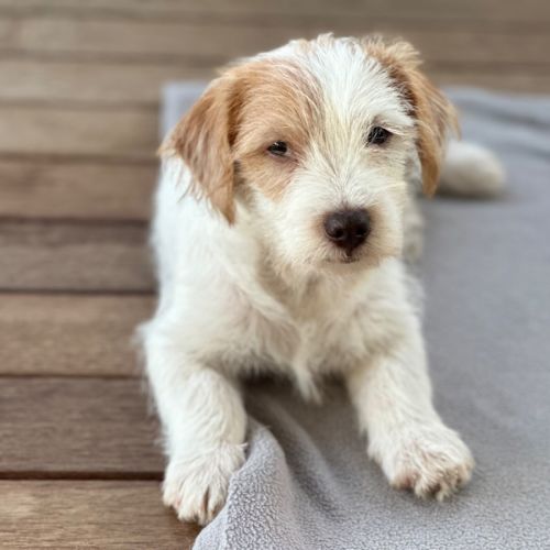 Archie