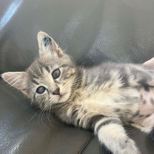 Pip