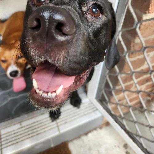 No photo for Benny   1 Year Old Mixed Breed