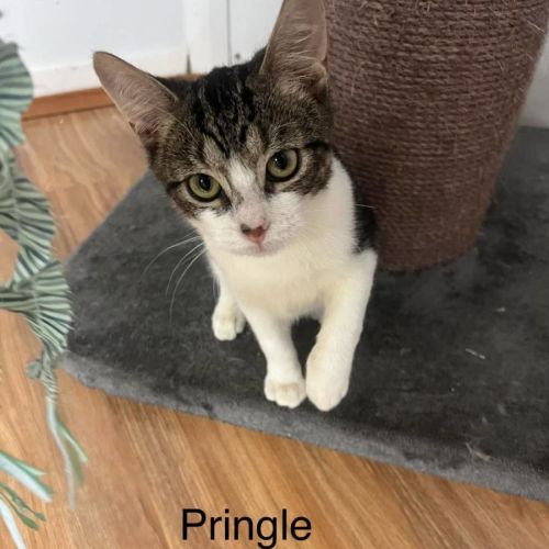 No photo for Pringle