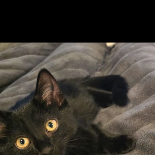 No photo for Morgana 