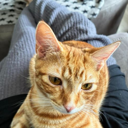 Ron