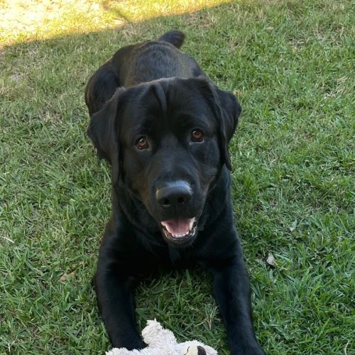 D1280 Buster 