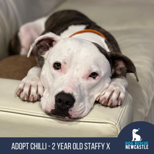 No photo for Chilli   2 Year Old Staffy X