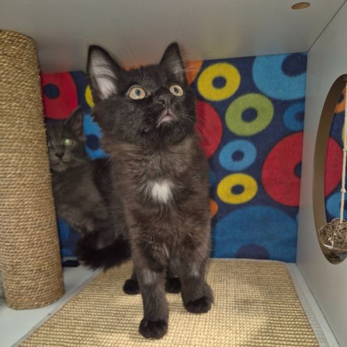 Luciano **2nd Chance Cat Rescue**
