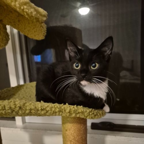 No photo for Fantail ** 2nd Chance Cat Rescue **