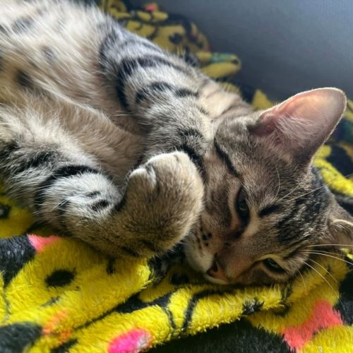 No photo for Rudder In Foster Care In Reservoir