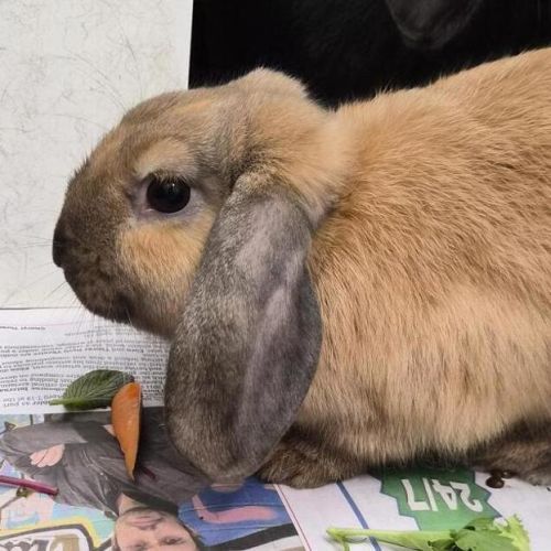 No photo for Caramello (Bonded With Mars)
