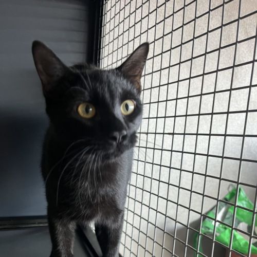 No photo for Jett Now At Pet Quarters Rutherford