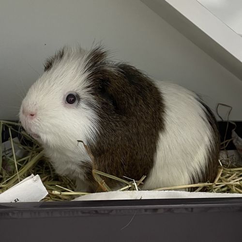 Oreo