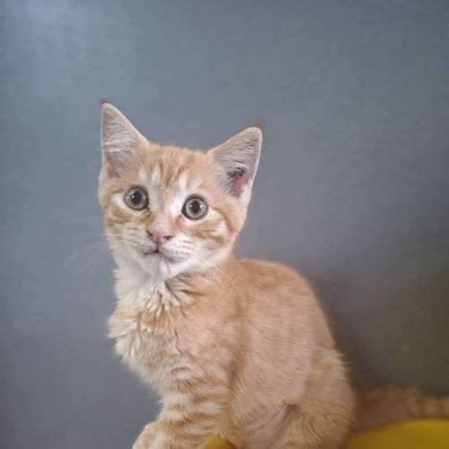 Ginger