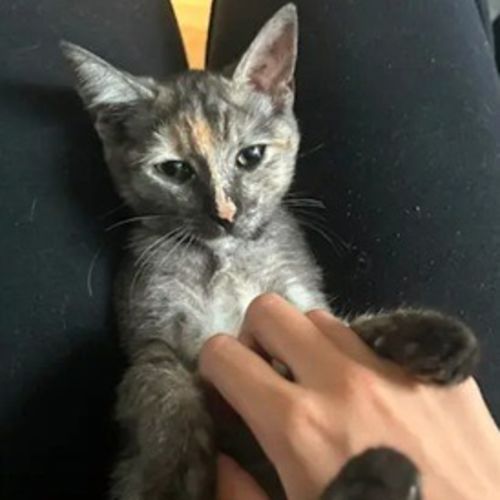 No photo for Emerald