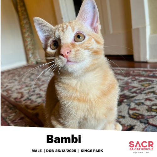 Bambi